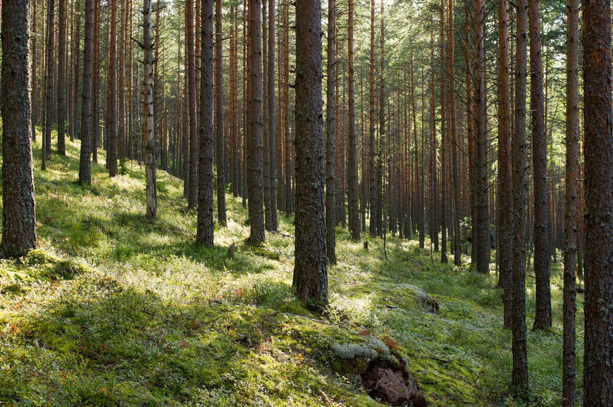 Сосновый лес на гряде Вярямянселькя