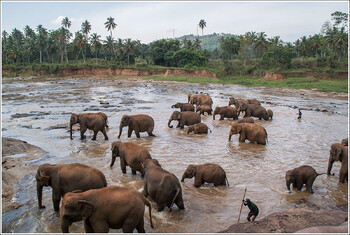 Самые популярные достопримечательности Шри-Ланки 