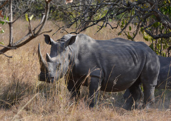 В Индии семеро туристов пострадали в результате нападения носорога 