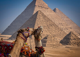 Поцелуй верблюдов на фоне пирамид. 