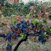 Саперави - самый полезный и распространённый сорт винограда