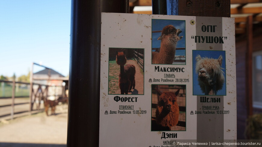 Ферма «Российские альпаки» или терапия добротой