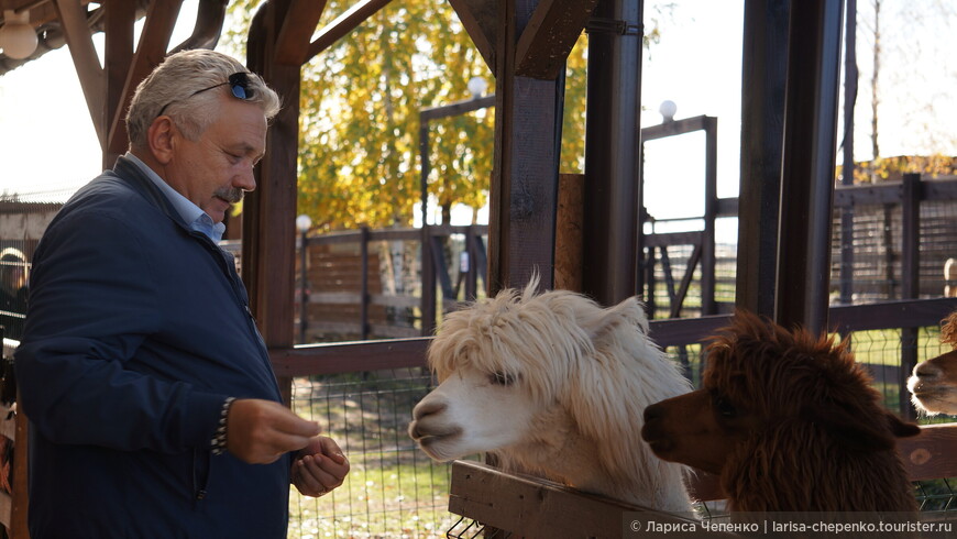 Ферма «Российские альпаки» или терапия добротой