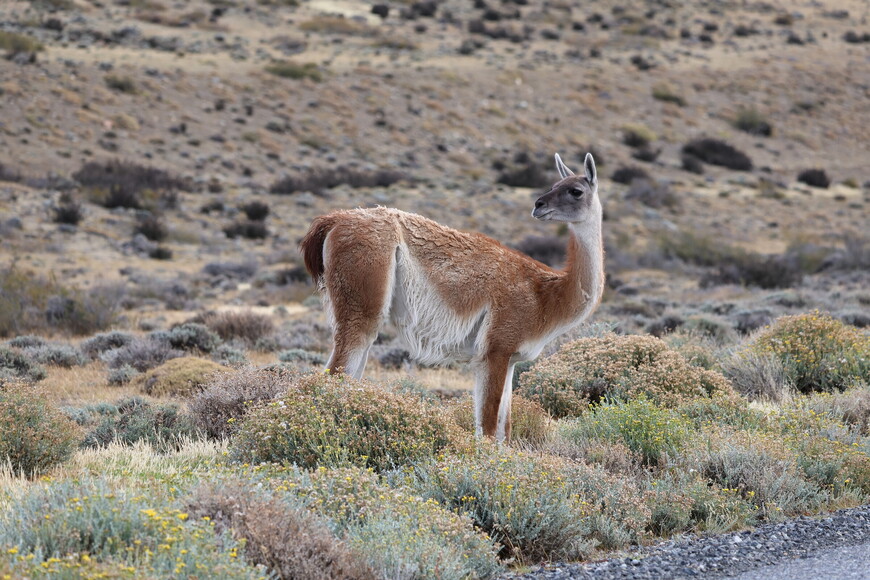 Самая распространенная в Патагонии зверушка - гуанако, или дикая лама.