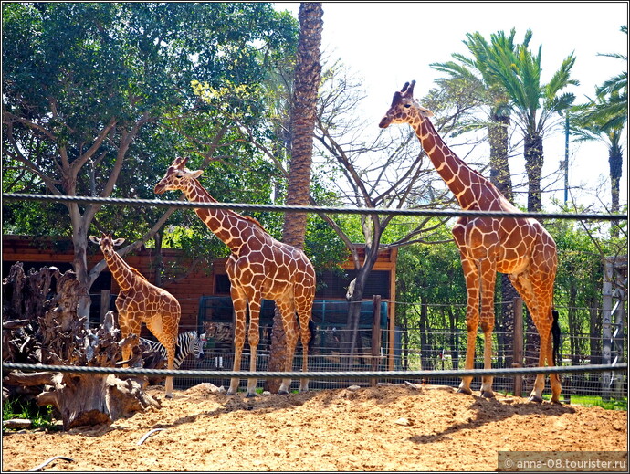 А я несколько раз возвращалась к жирафам. Уж очень мне нравятся эти грациозные животные!