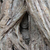 Улыбка Ангкора