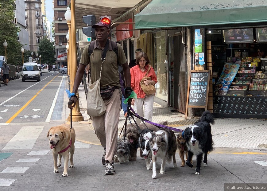 Нигде ни до, ни после Буэнос-Айреса (а в нем - несколько раз!) мы не видели, чтобы один человек выгуливал такое количество разнопородных собак.