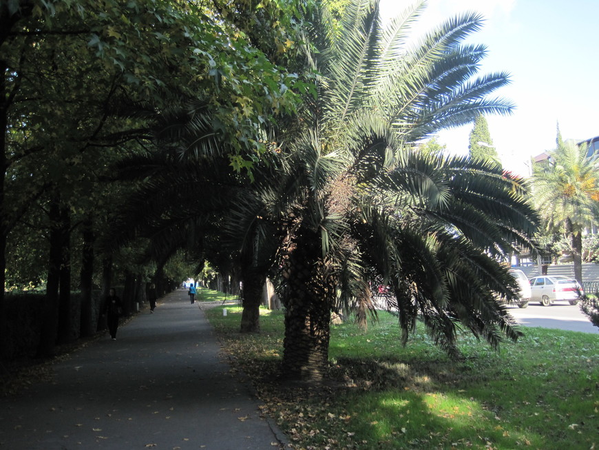 Адлер-2011: юбилей под пальмами (22 октября – 5 ноября 2011). Часть 4