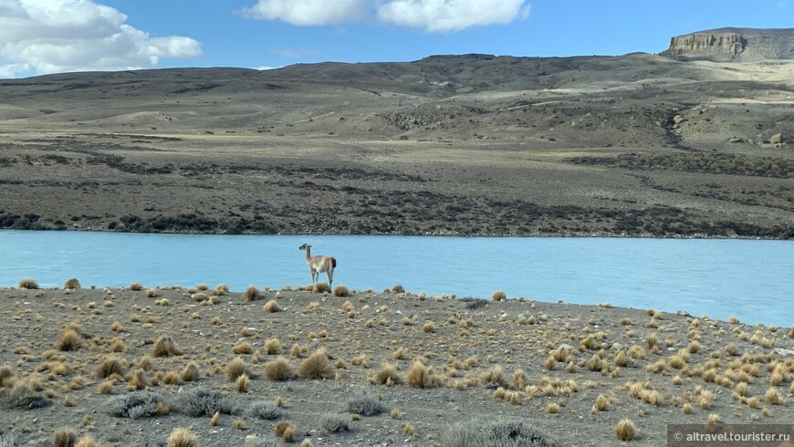 Попадались и речки, по которым вода перетекает из одного озера в другое, и живность (на фото - гуанако, дикая лама, которых много бродит по пустыням).