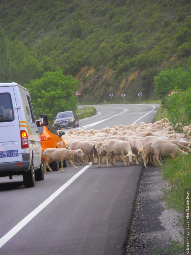 Миграция овец