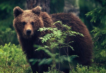 Туристов предупреждают о медведях на Алтае 