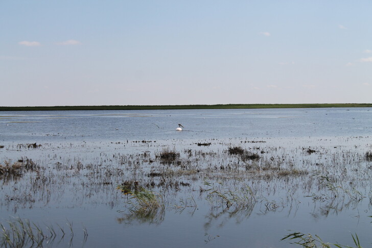 Пеликан на заповедном озере