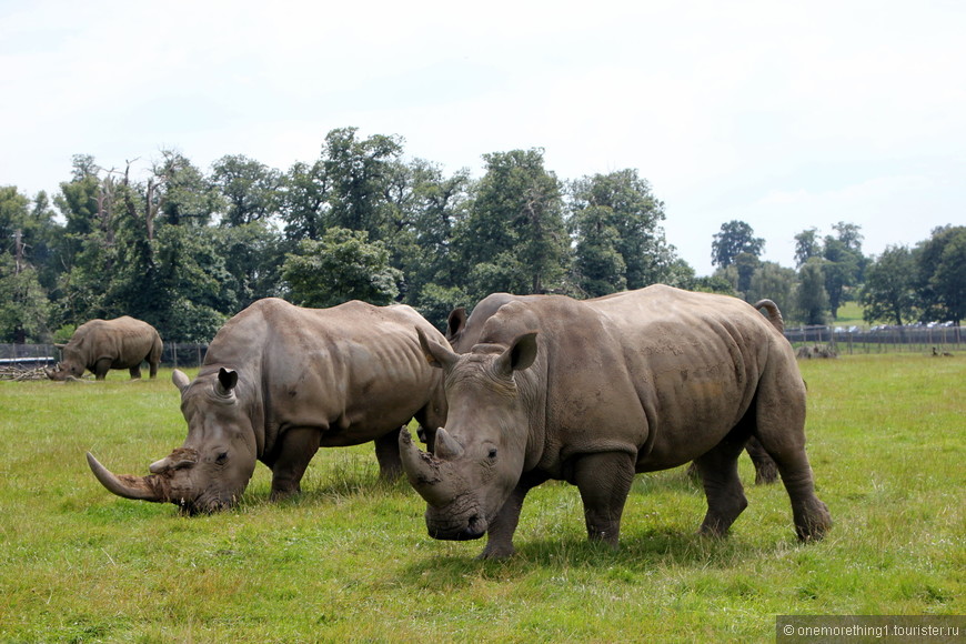 Woburn Safari Park, Англия