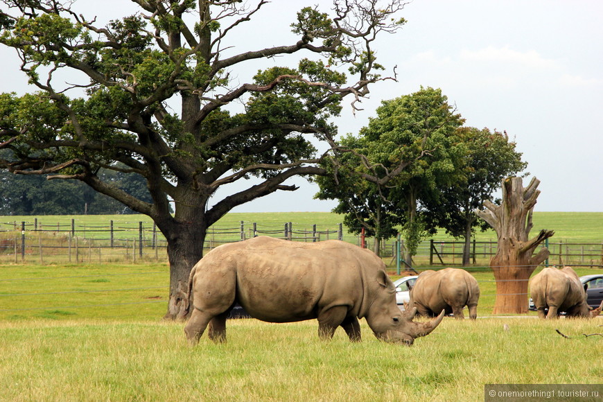 Woburn Safari Park, Англия