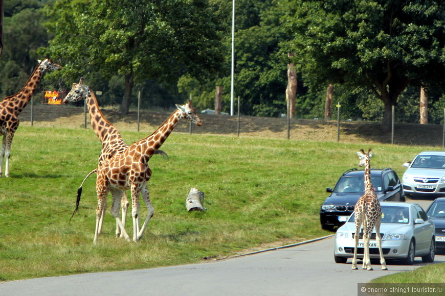 Woburn Safari Park, Англия