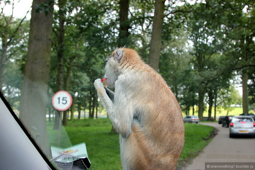 Woburn Safari Park, Англия