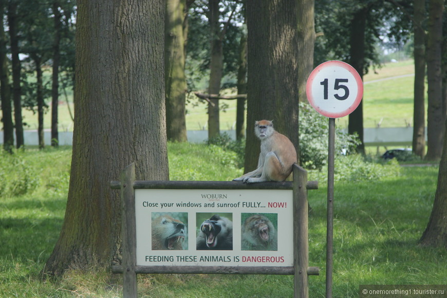 Woburn Safari Park, Англия