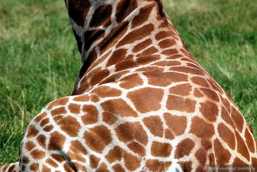 Woburn Safari Park, Англия