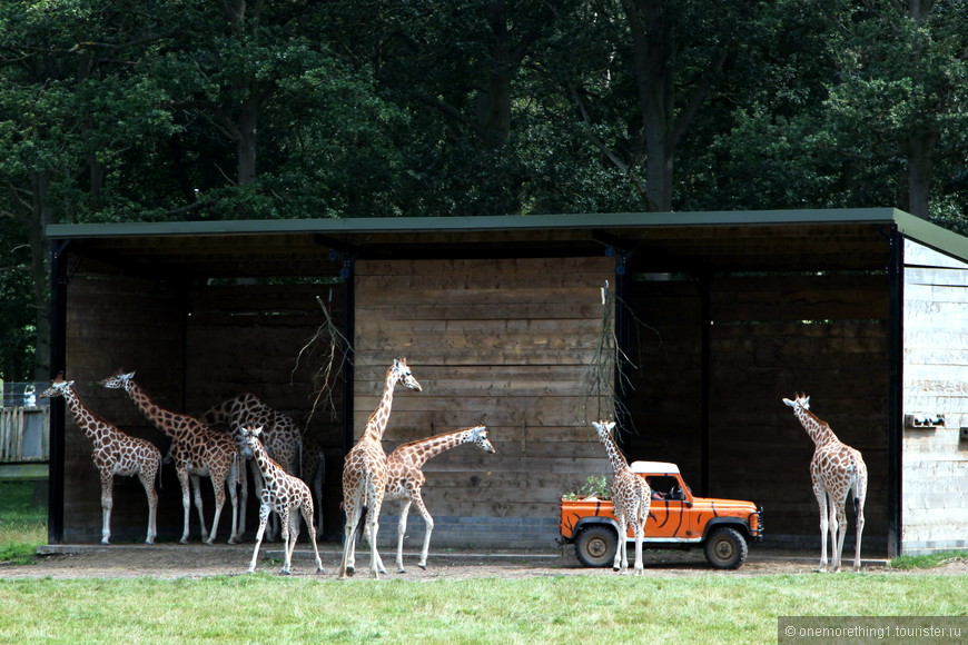 Woburn Safari Park, Англия