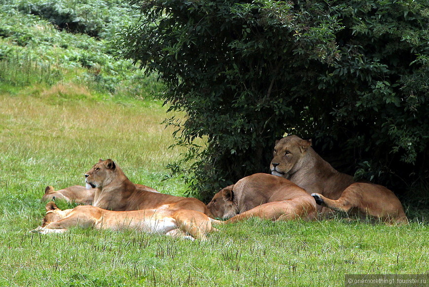 Woburn Safari Park, Англия