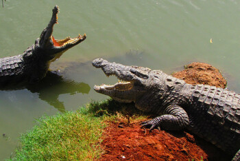 В Дубае открылся первый в ОАЭ парк крокодилов 