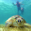 Плавание с морскими черепахами - Акумаль