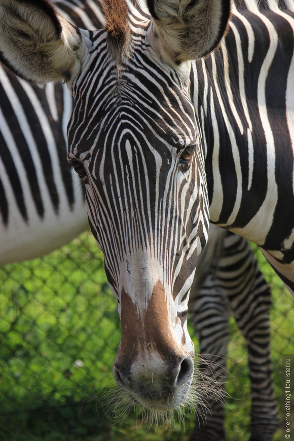 Woburn Safari Park, Англия