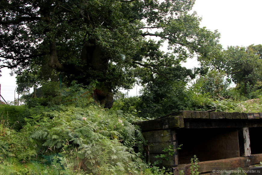 Woburn Safari Park, Англия