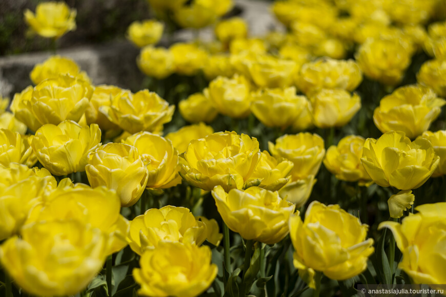 В самом расцвете сил: весенний Пятигорск, парки и разумеется тюльпаны