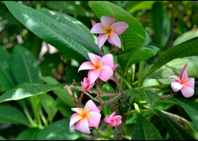 Ботаника(цветы Таиланда).