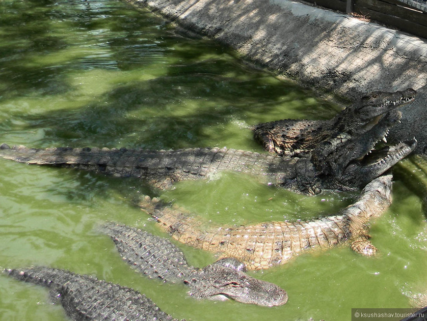 Крокодилы и ботанический сад в Торремолиносе