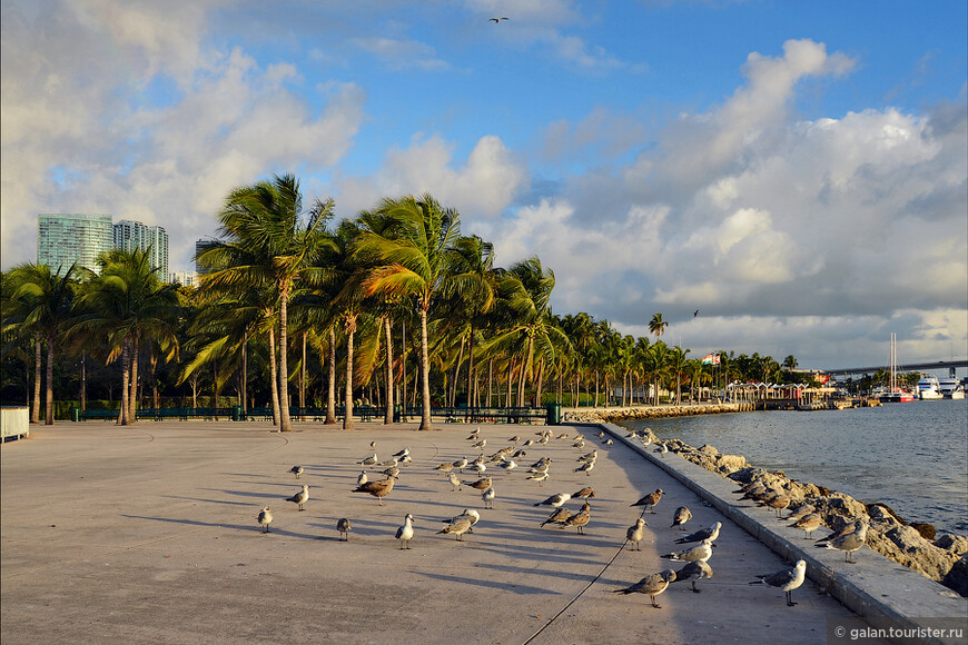 Майами перед круизом, часть 1: Даунтаун