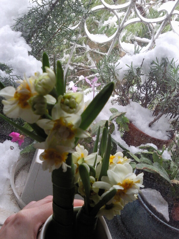 Иерусалимские цветы в снегу