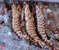 razor clams что это такое. Смотреть фото razor clams что это такое. Смотреть картинку razor clams что это такое. Картинка про razor clams что это такое. Фото razor clams что это такое