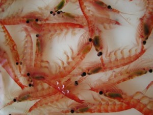 razor clams что это такое. Смотреть фото razor clams что это такое. Смотреть картинку razor clams что это такое. Картинка про razor clams что это такое. Фото razor clams что это такое