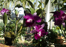 Сад орхидей (нонг нуч)