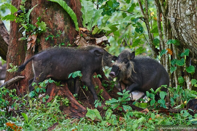 ЮВА 2013 - Национальный парк Бако
