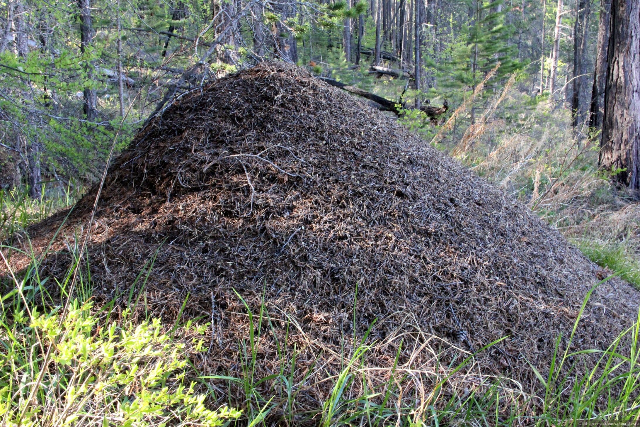 Где можно найти нормального. Муравейник ориентирование в лесу. Ориентирование по муравейнику в лесу.