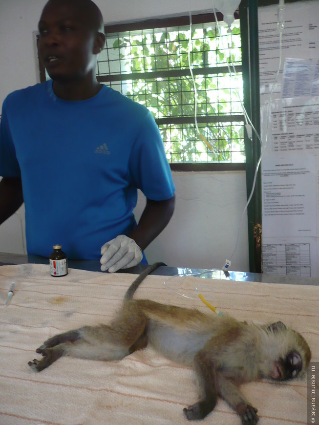 Клиника для пострадавших обезьян