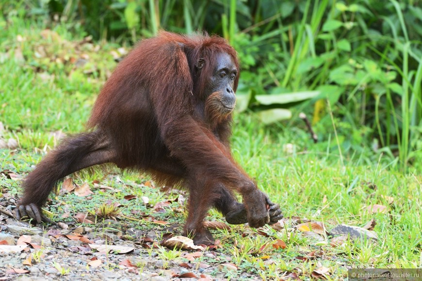 Данум Валей  -  Danum Valley Feld Center