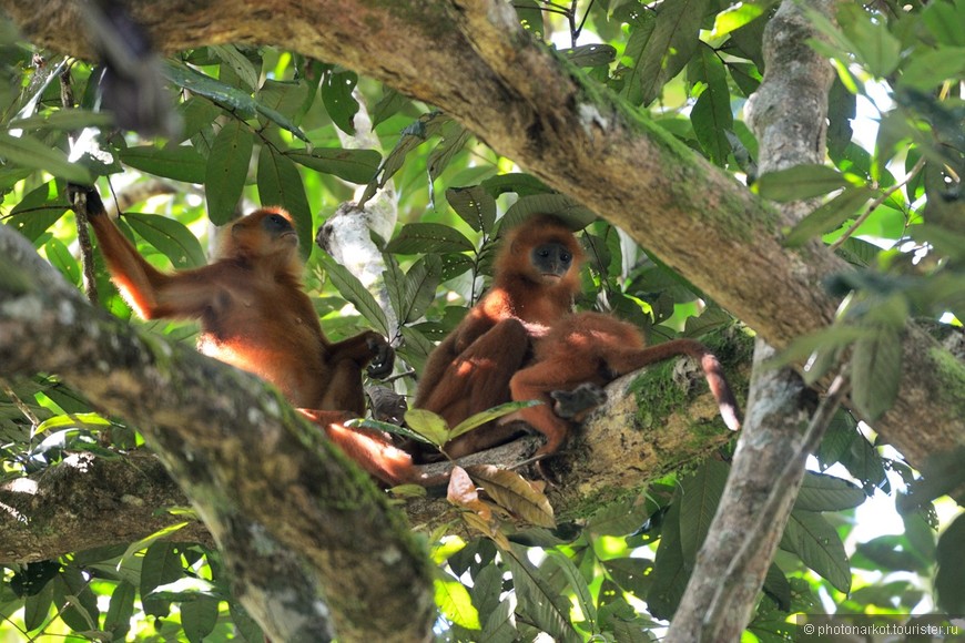 Данум Валей  -  Danum Valley Feld Center