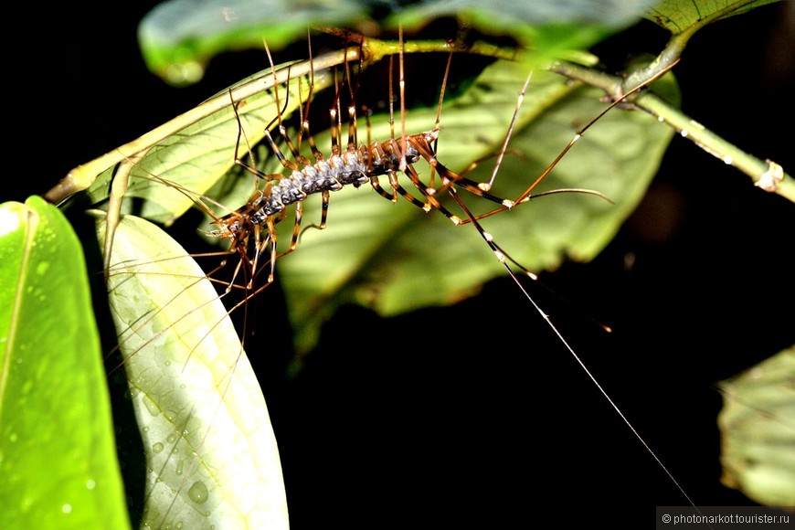 Данум Валей  -  Danum Valley Feld Center