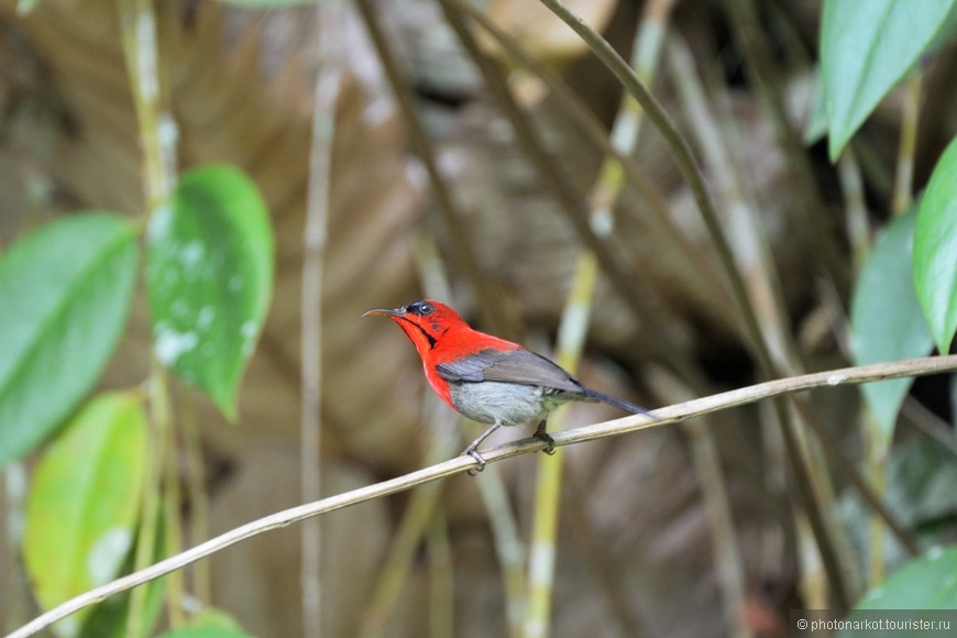 Данум Валей  -  Danum Valley Feld Center