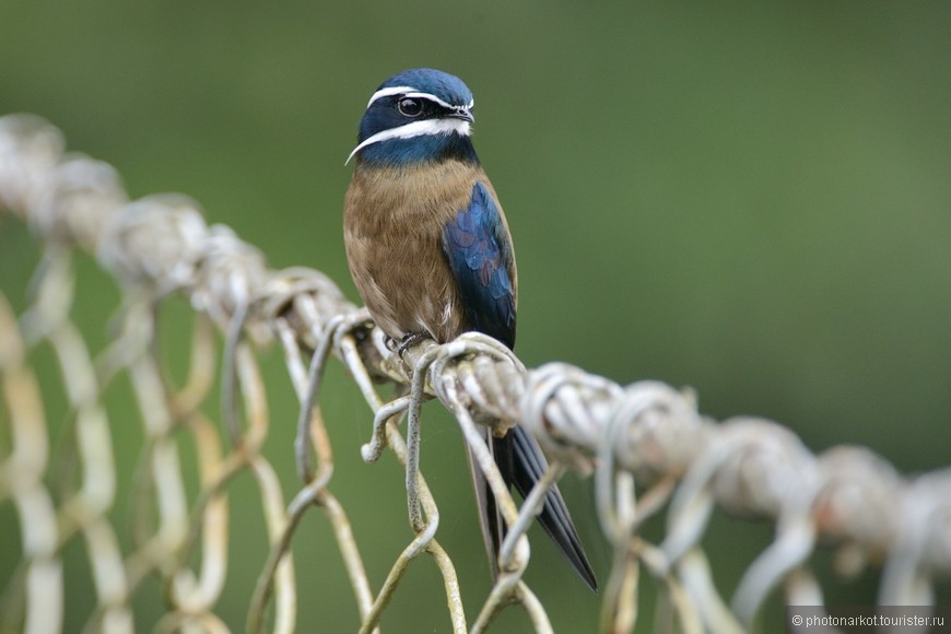 Данум Валей  -  Danum Valley Feld Center