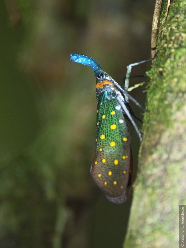 Данум Валей  -  Danum Valley Feld Center