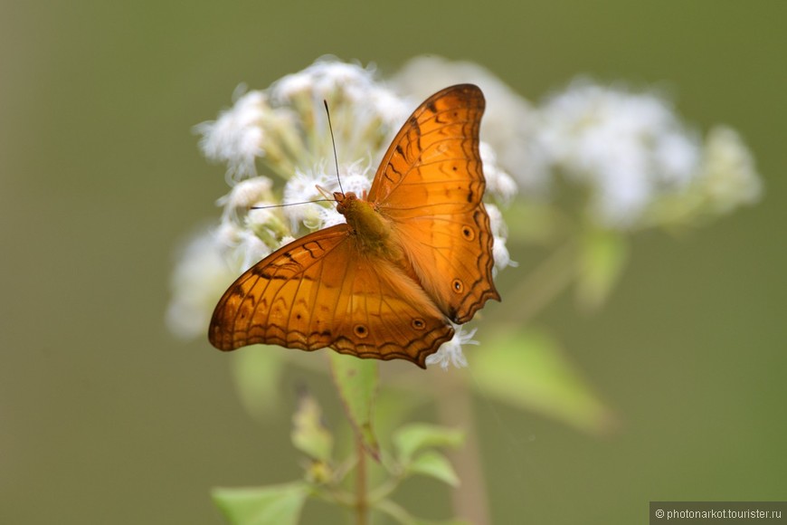 Данум Валей  -  Danum Valley Feld Center