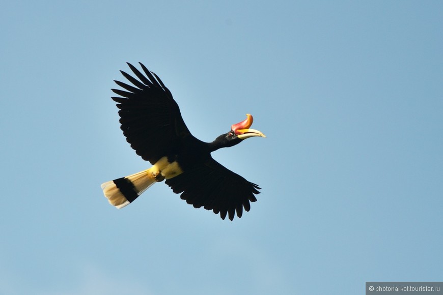 Данум Валей  -  Danum Valley Feld Center