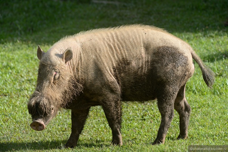 Данум Валей  -  Danum Valley Feld Center