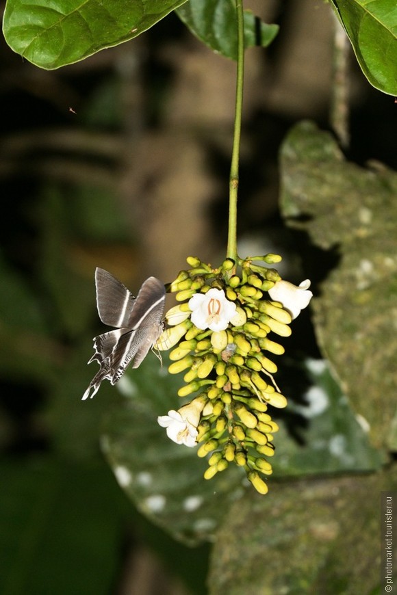 Данум Валей  -  Danum Valley Feld Center