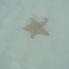 Большие морские звезды у самого берега пляжа Playa Sirena.